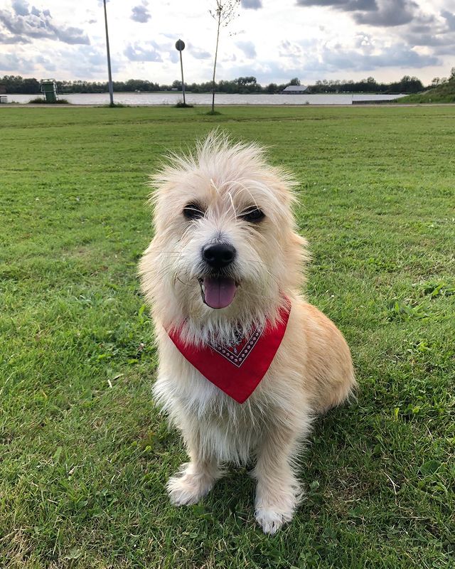 Sammie in het grasveld met een rode doek