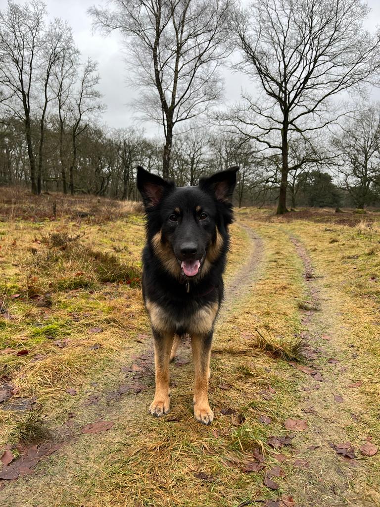 Duitse herder Bo in het bos