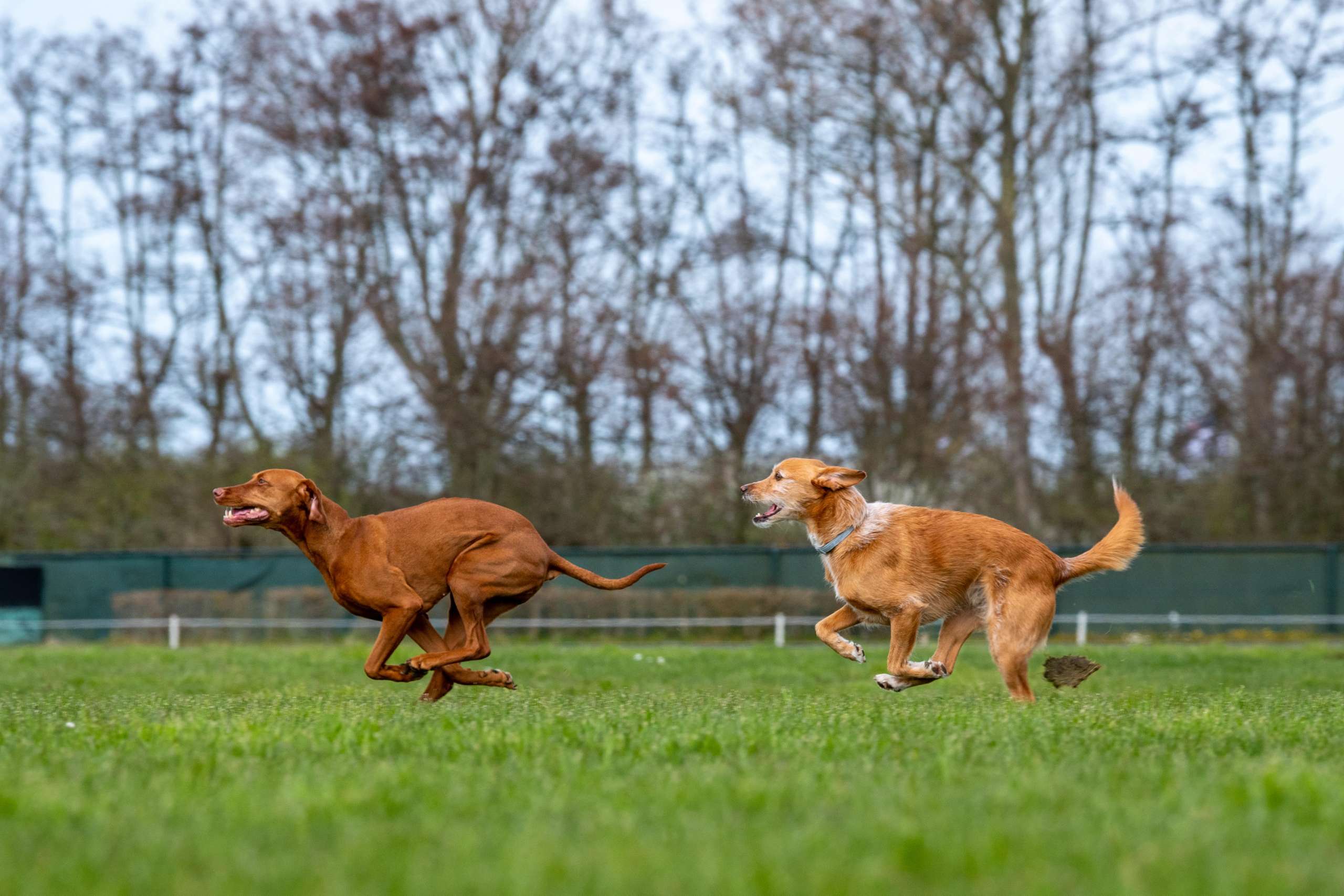 Merel, Hanna en Simba