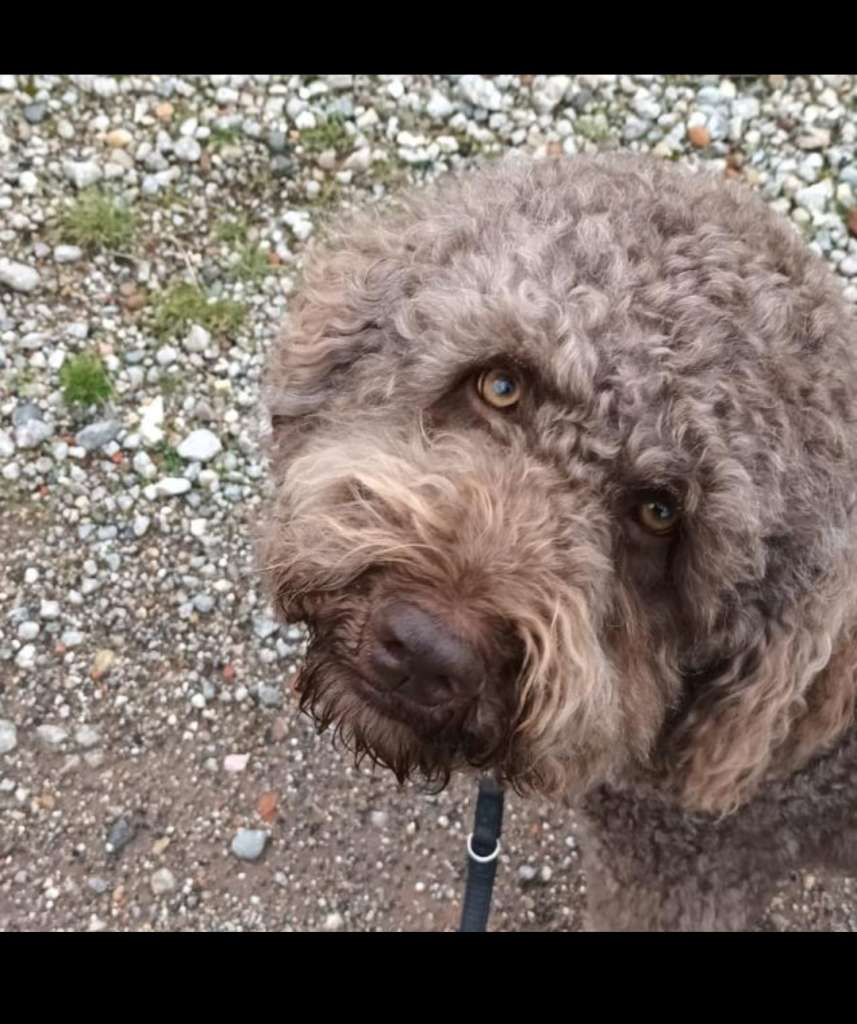 We hebben 2 doodles waarmee we al op de goede weg waren. Toch waren er een aantal problemen. Het uitvallen van de jongste hond bij het passeren van een andere hond die ook blaft. Bij het ontvangen van visite wilde onze honden voor gastheer en - gastvrouw spelen. En bij het loslopen wilde we dat ze dichterbij zouden blijven. We hebben geweldige tips gehad waar we mee aan de slag konden gaan. Het maakt gelijk verschil. Verder geeft Laura duidelijk uitleg over de gegeven tips. Ze heeft echt verstand van zaken. Ze is betrouwbaar en komt elke les op tijd.