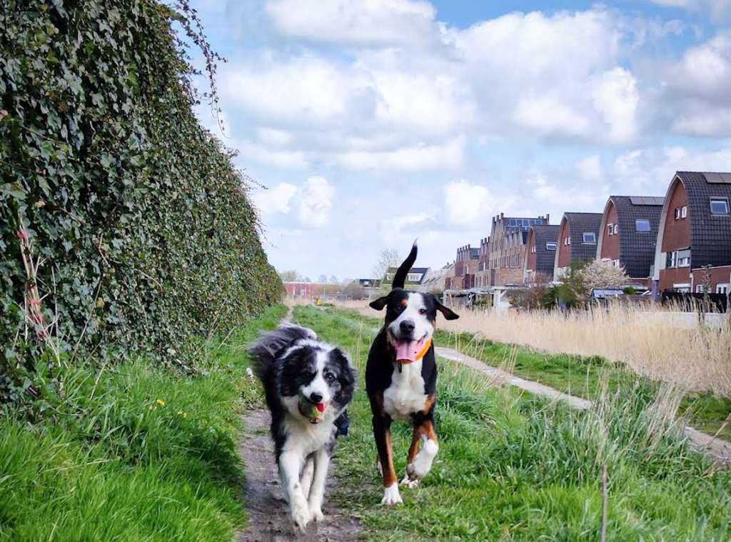 Hond Bentley gedragsbegeleiding Zaandam