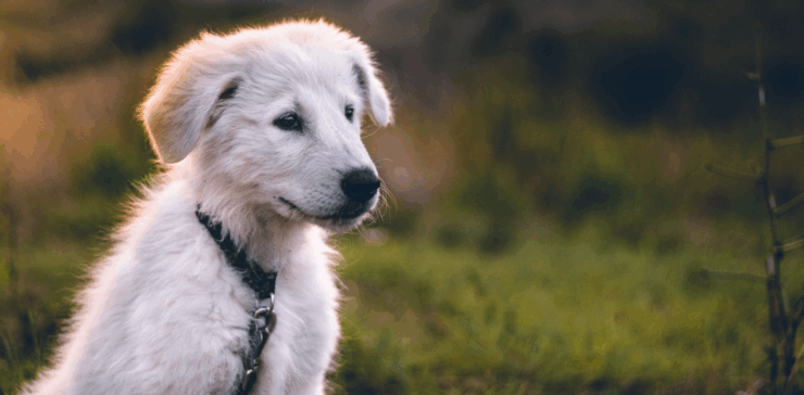 Puppycursus in Zaandam en omgeving