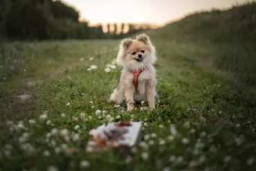 Wat is een beloning voor jouw hond?