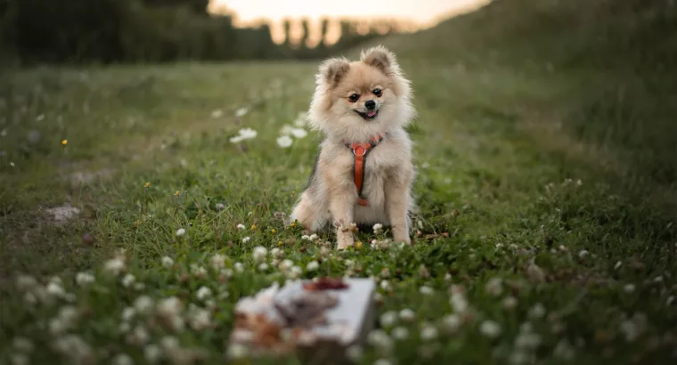 Wat is een beloning voor jouw hond?