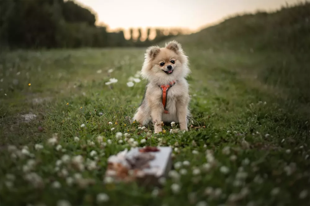 Wat is een beloning voor jouw hond?