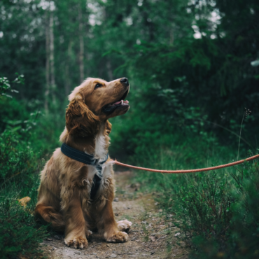 Wat te doen als je hond snel is afgeleid