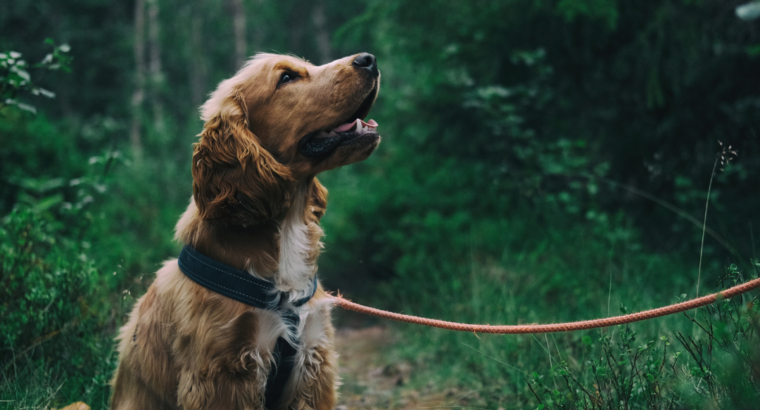 Wat te doen als je hond snel is afgeleid