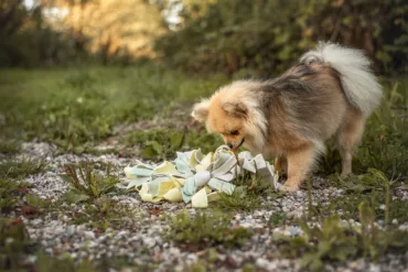 Je hond mentaal uitdagen