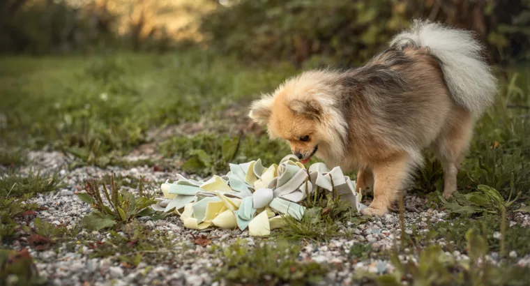 Je hond mentaal uitdagen