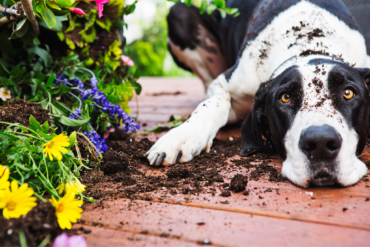 Hond leren om niet in de tuin te graven.