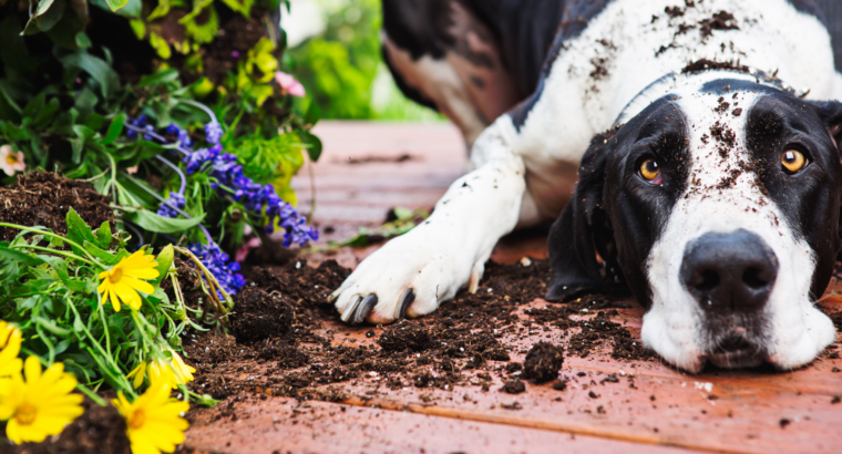 Hond leren om niet in de tuin te graven.