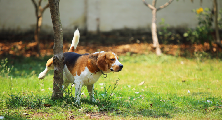 Markeergedrag bij Honden: Begrijpen en Beheren