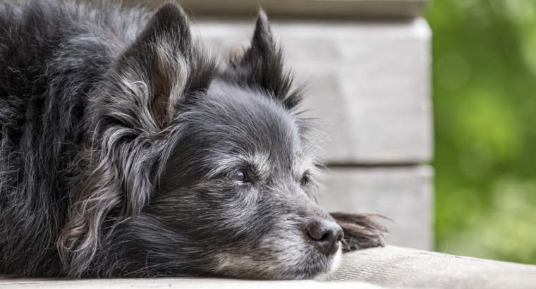 Het geheim van een ontspannen terrastraining met je hond