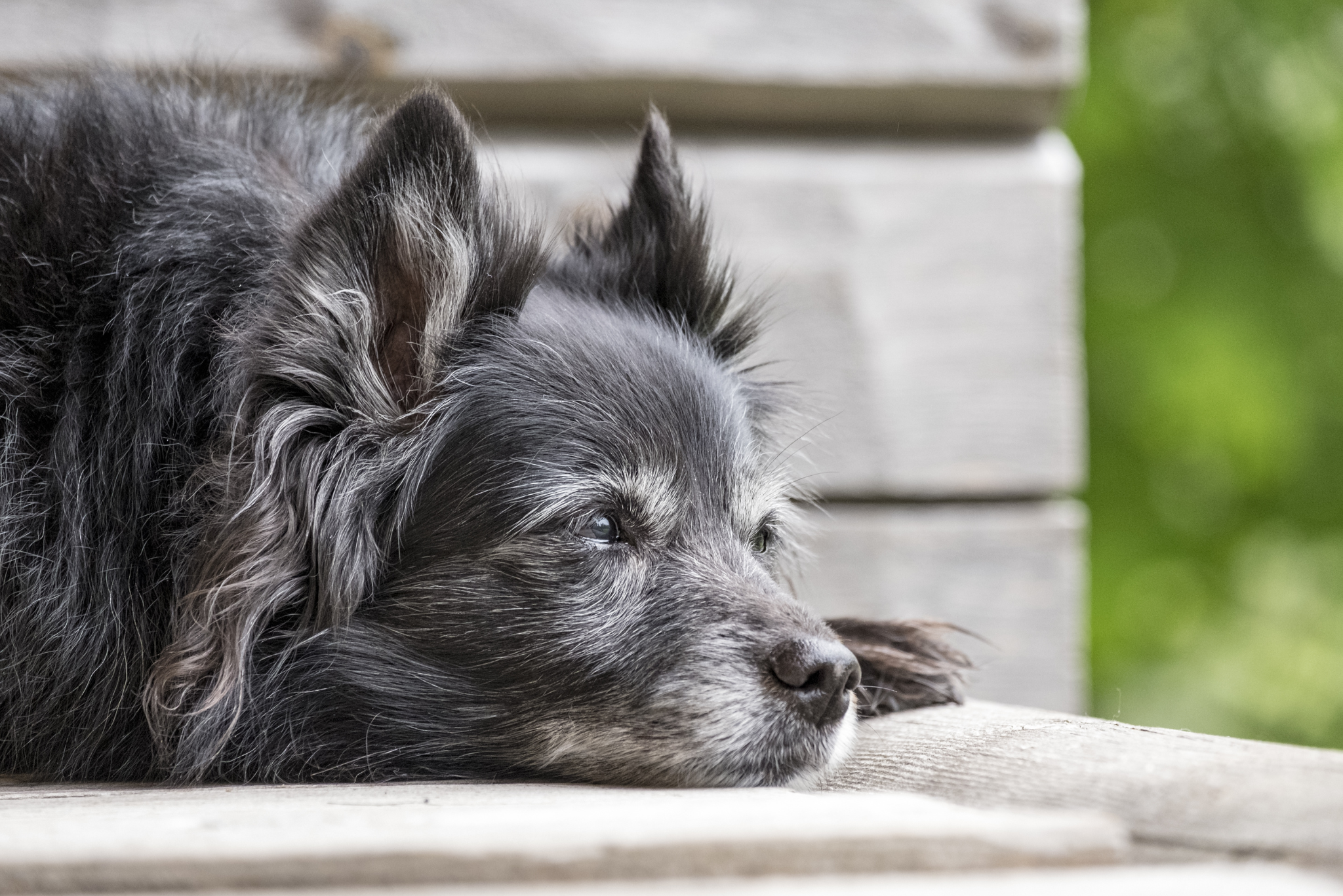 Het geheim van een ontspannen terrastraining met je hond