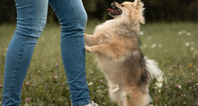 Hoe leer je een hond af om tegen mensen op te springen?