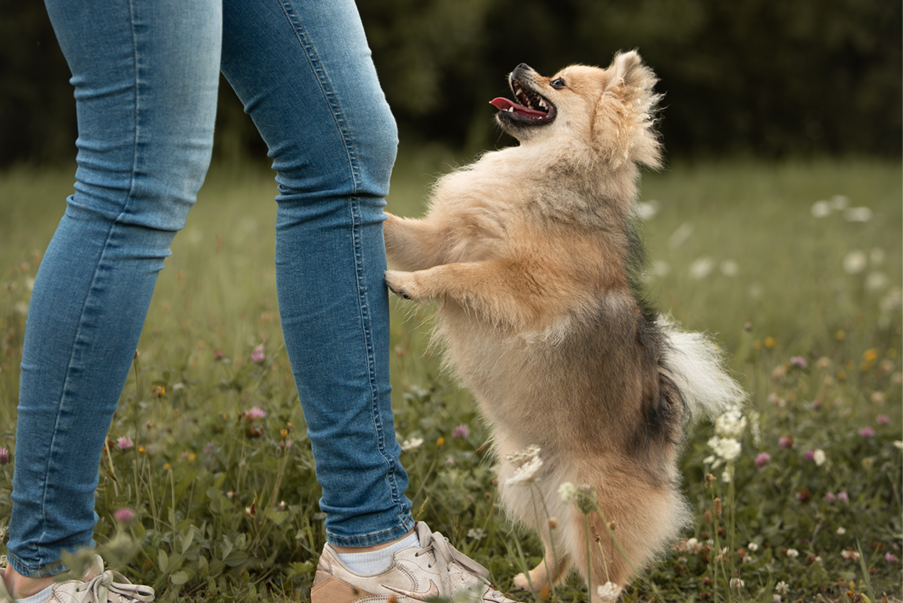 Hoe leer je een hond af om tegen mensen op te springen?