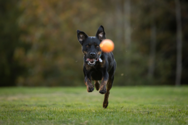 De invloed van het gooien van een bal bij honden