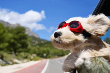 Hitte en honden: zo help je jouw hond veilig de warme dagen door