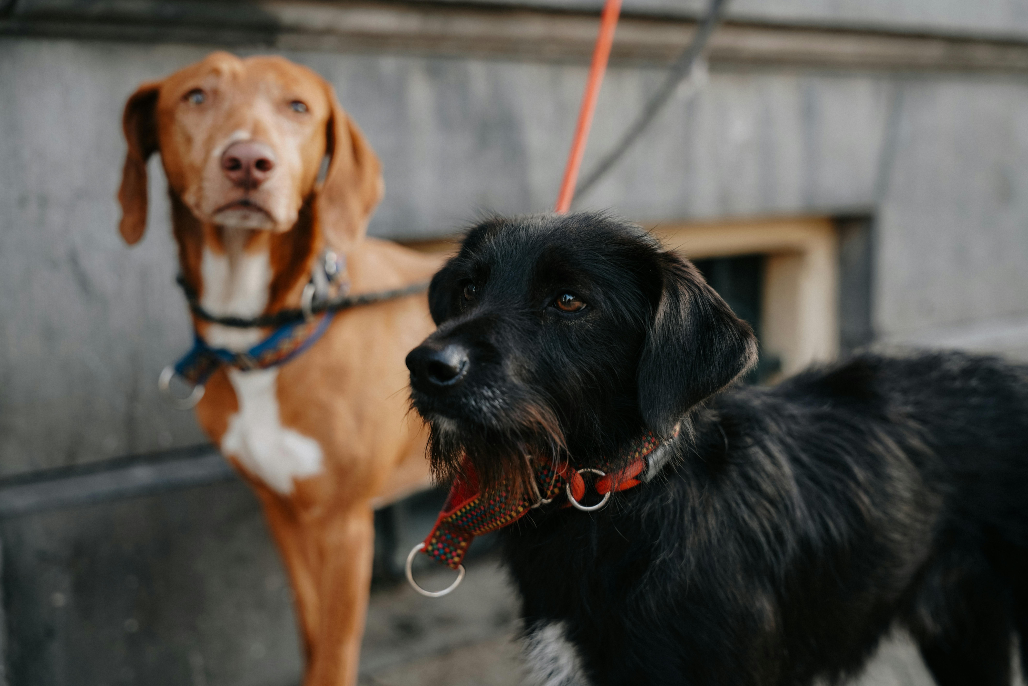 Je hond trainen in de stad