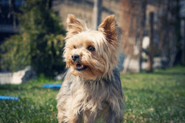 Hoe herken je stress bij je hond in de stad?
