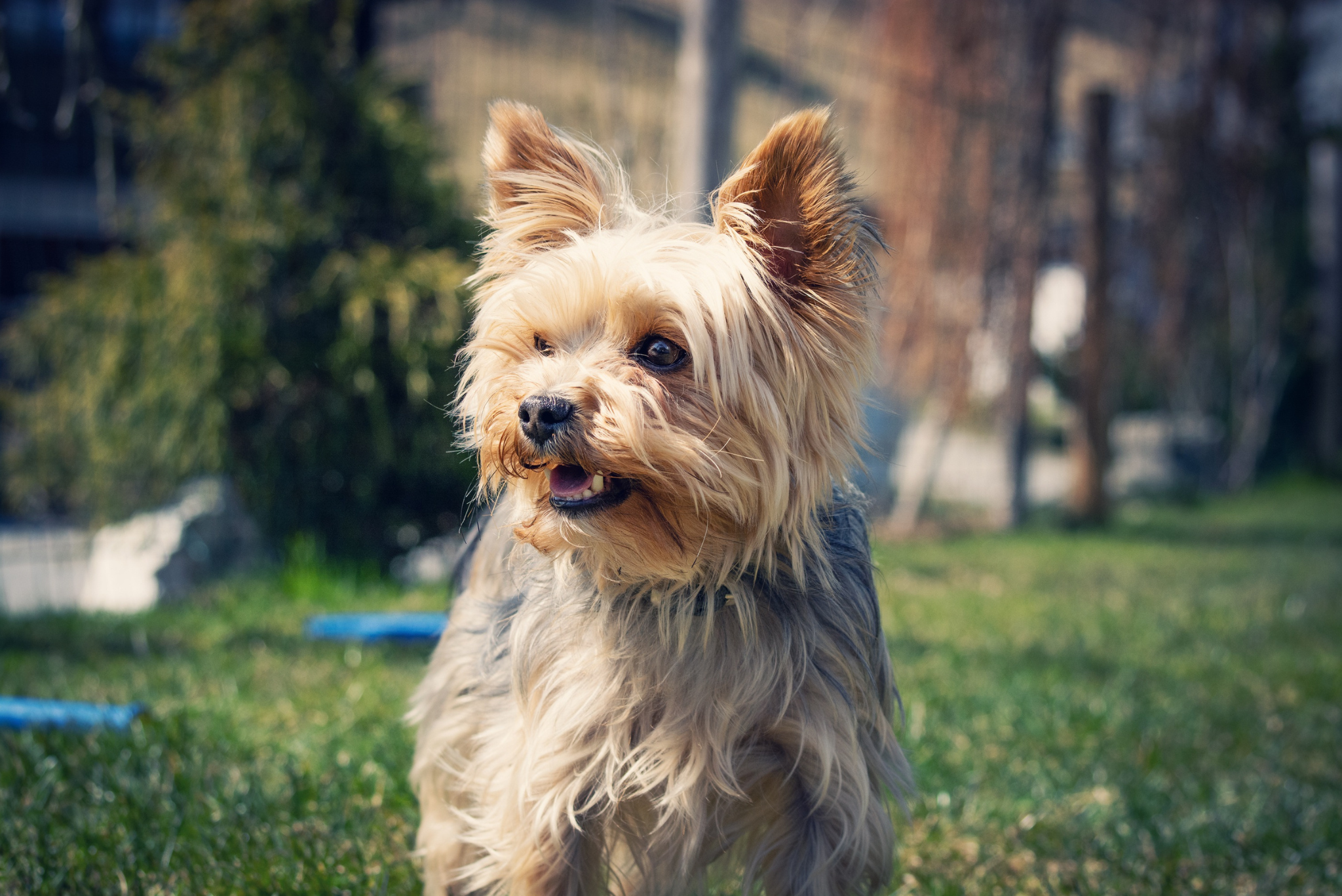 Hoe herken je stress bij je hond in de stad?