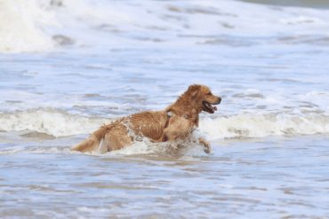 10 verfrissende tips: zo help je je hond afkoelen op warme dagen